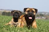 BULLMASTIFF 472